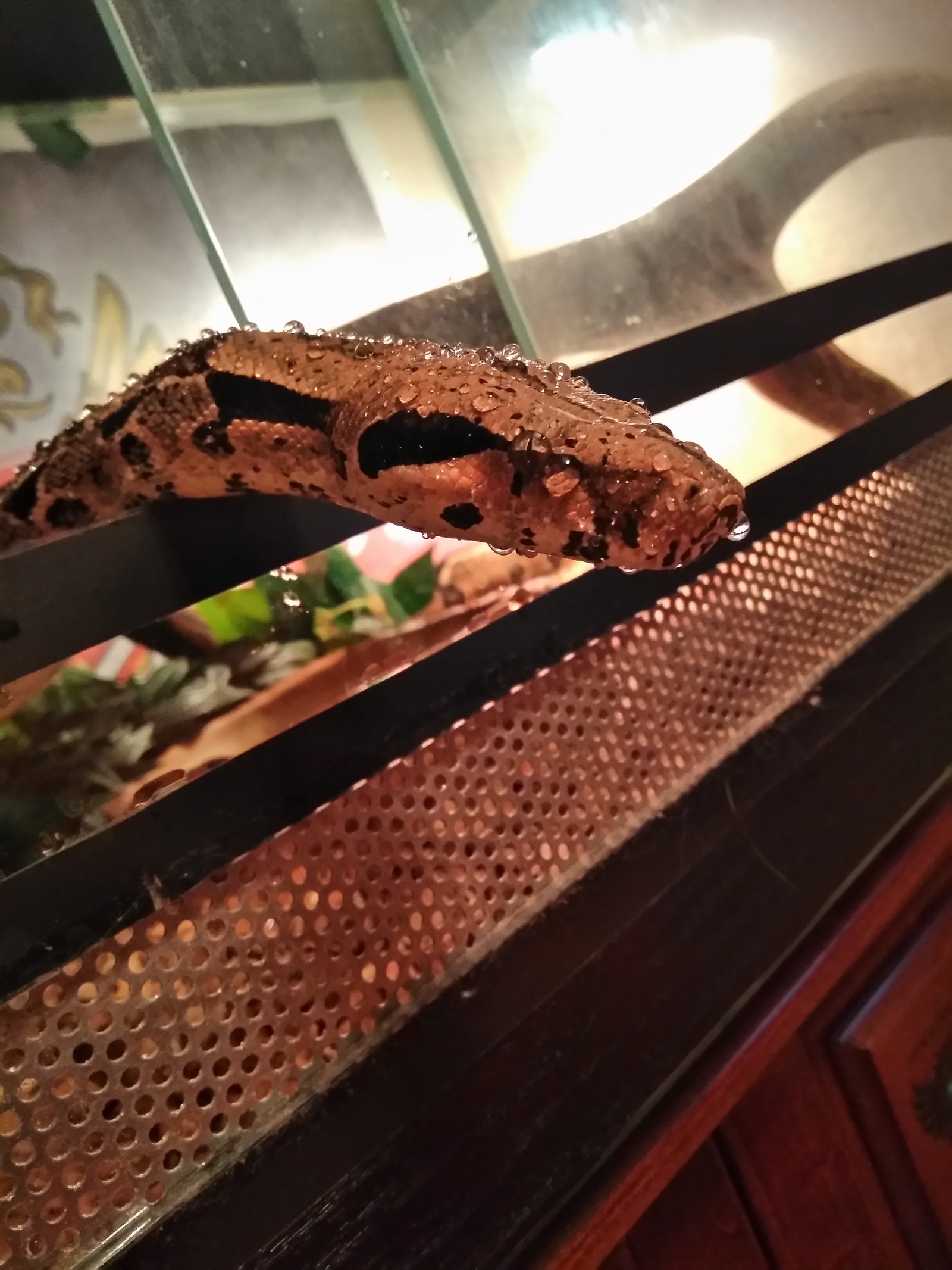 Cake looks like a snake eats :) - My, Animals, Pet, cat, Snake, Longpost, Pets