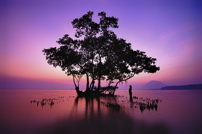 Sunset in Paradise. - beauty, Sunset, Lake, Tree