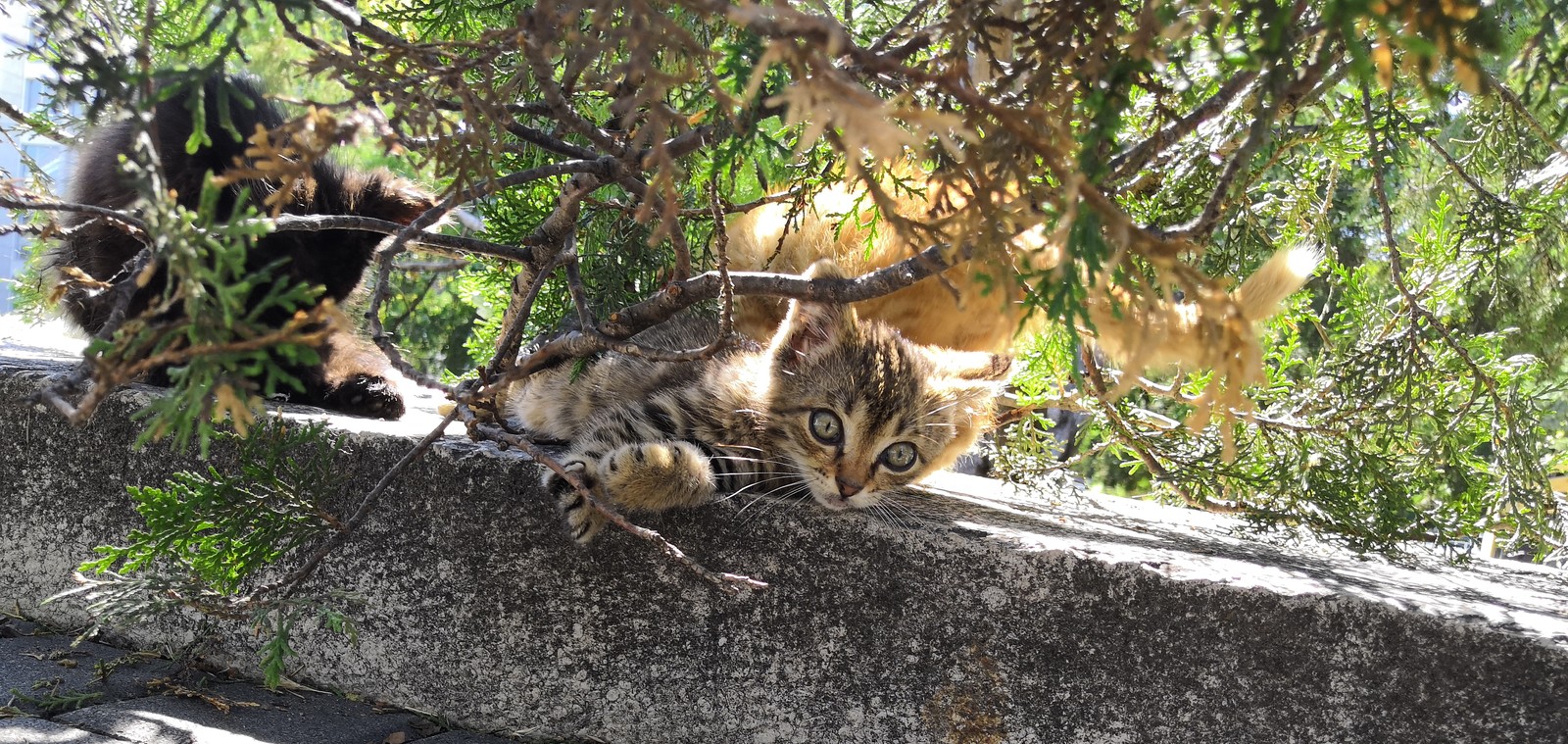 Crimean cats - My, Crimea, cat, Kindness, Longpost