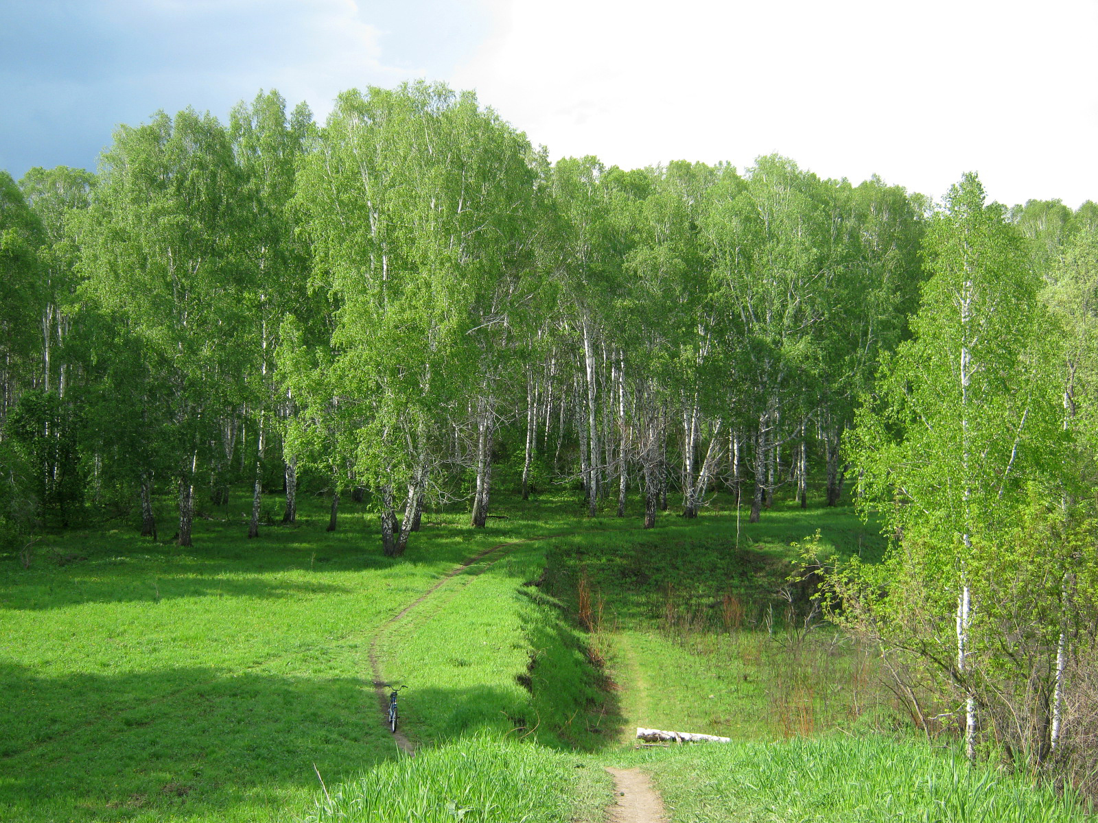 Forest near the village of Krasnoobsk, Novosibirsk region - My, The photo, Forest, Novosibirsk, Krasnoobsk, Longpost