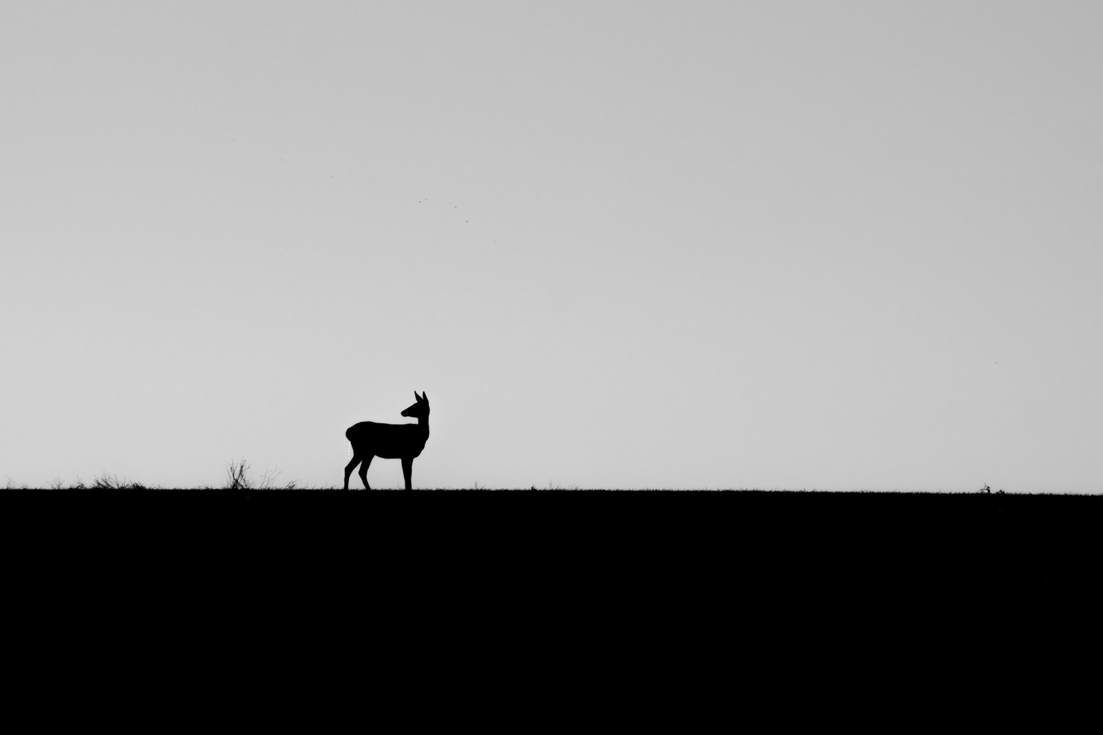 Met deer in the field - My, Deer, Animals, Nature, The photo, Longpost, Deer