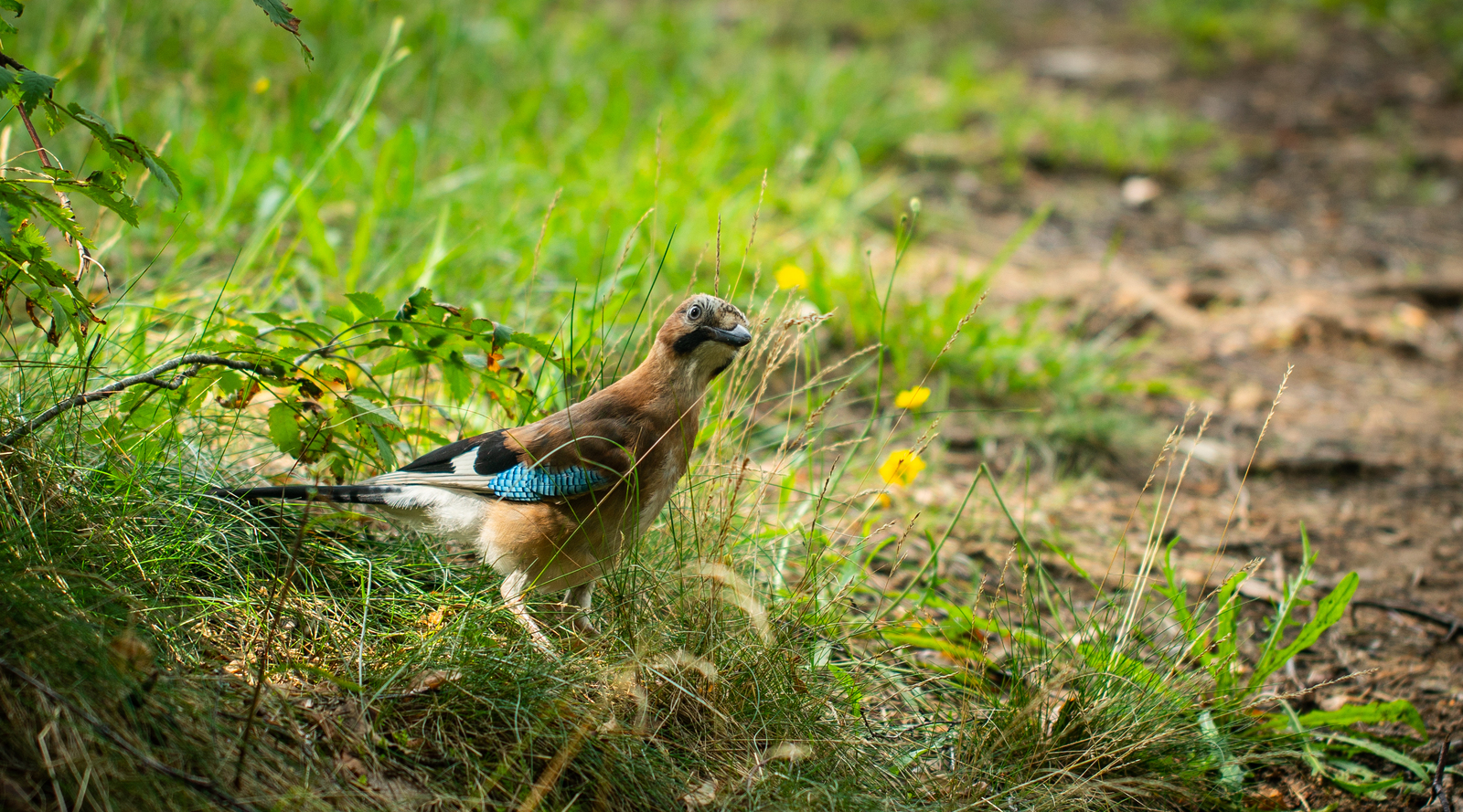 Jay noticed that I was filming her - My, Jay, Sestroretsk, Sestroretsk swamp, Sestroretsky spill, Birds, Canon 100mm macro