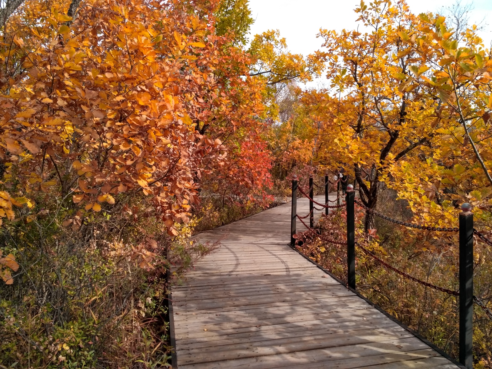 Canyon near the city of Heihe (China). - My, China, Autumn, Forest, The mountains, River, The photo, Longpost, Heihe