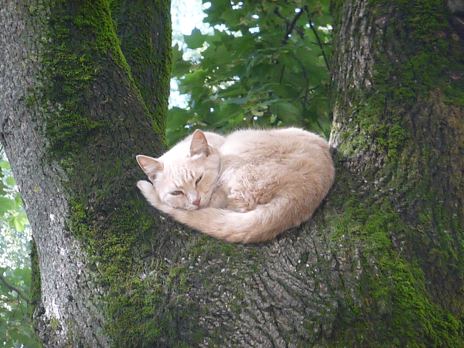 I found Lukomorye, only the cat is sleeping, and no golden chain was found on the oak - My, Oak, cat, Lukomorye, Near Lukomorye, Gold Chain, Alexander Sergeevich Pushkin, Pushkin, Longpost