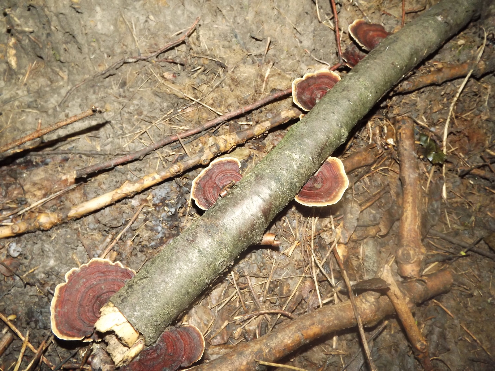 Entertaining mushrooms - My, Mushrooms, The photo, Forest, Porcini, Longpost