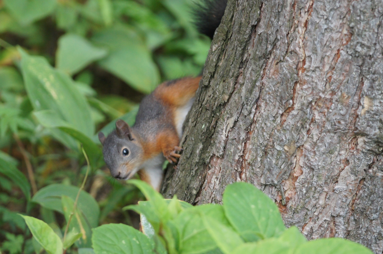 Train better on proteins - My, , The photo, Animals, Longpost, Squirrel