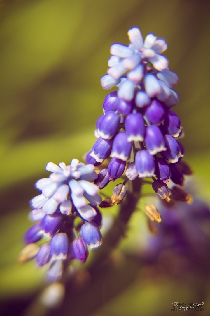 Florophil's Notes No. 7. - My, Flowers, Macro photography, beauty, Summer, Lilies of the valley, Longpost