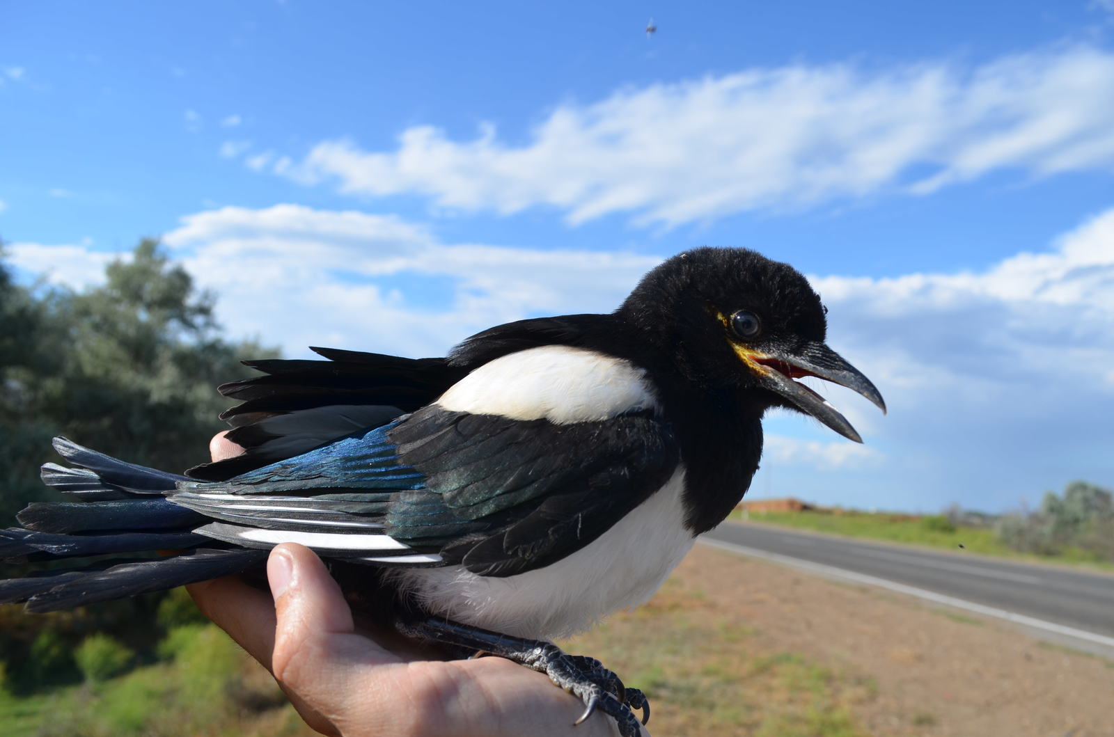 Magpie little! - My, Magpie, Chick, The photo, Nikon, Longpost