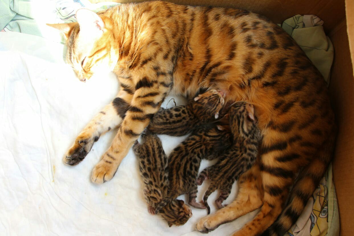 А у нас сегодня кошка родила вчера котят... - Бенгальская кошка, Бенгалы, Длиннопост, Кот