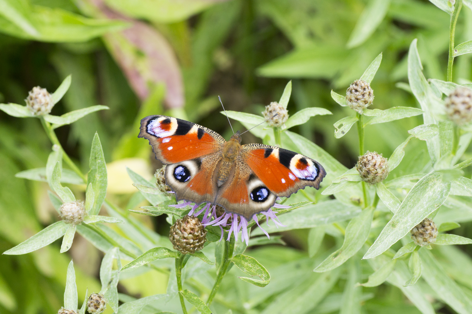 Do you love butterflies? I have them! - My, Macro, Insects, Butterfly, Sony alpha 580, , Longpost, Macro photography, Tamron