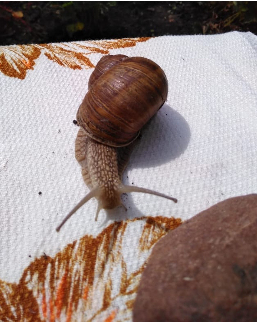 New resident. Snail - My, Dacha, Summer, Snail, Longpost