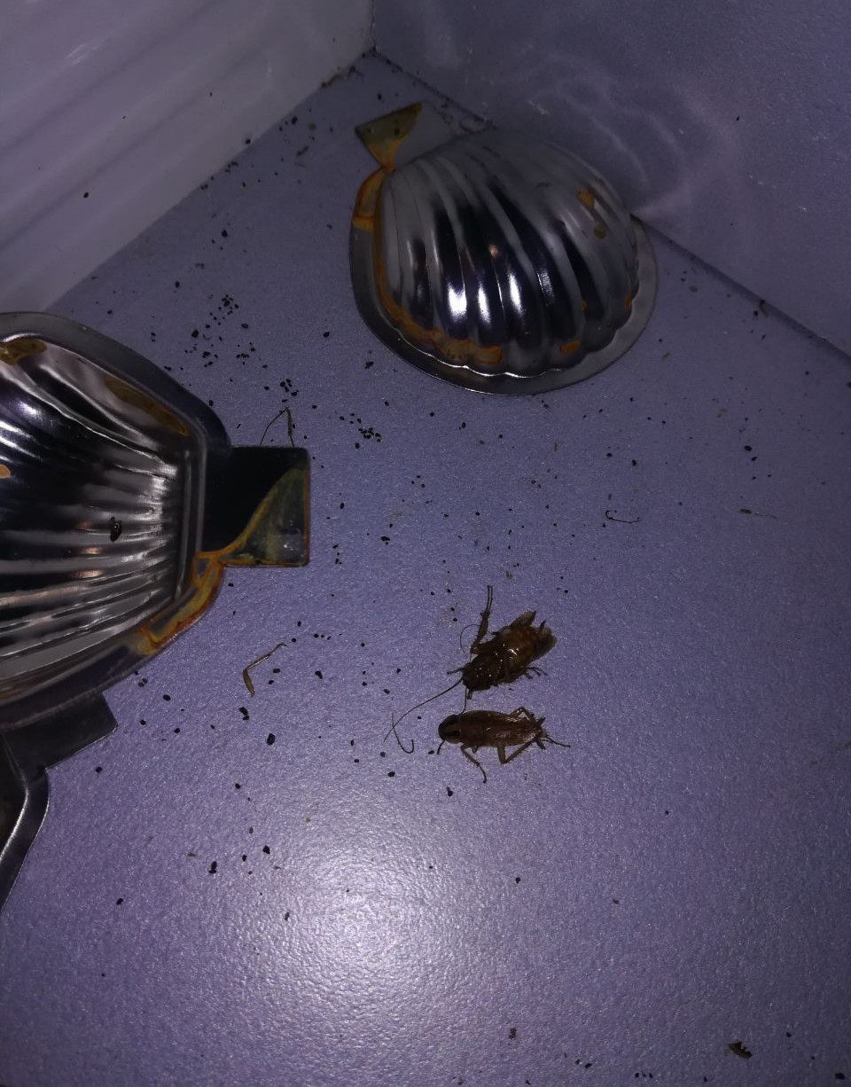 My life is in danger, it is necessary to defeat the enemy - My, Cockroaches, My, Help