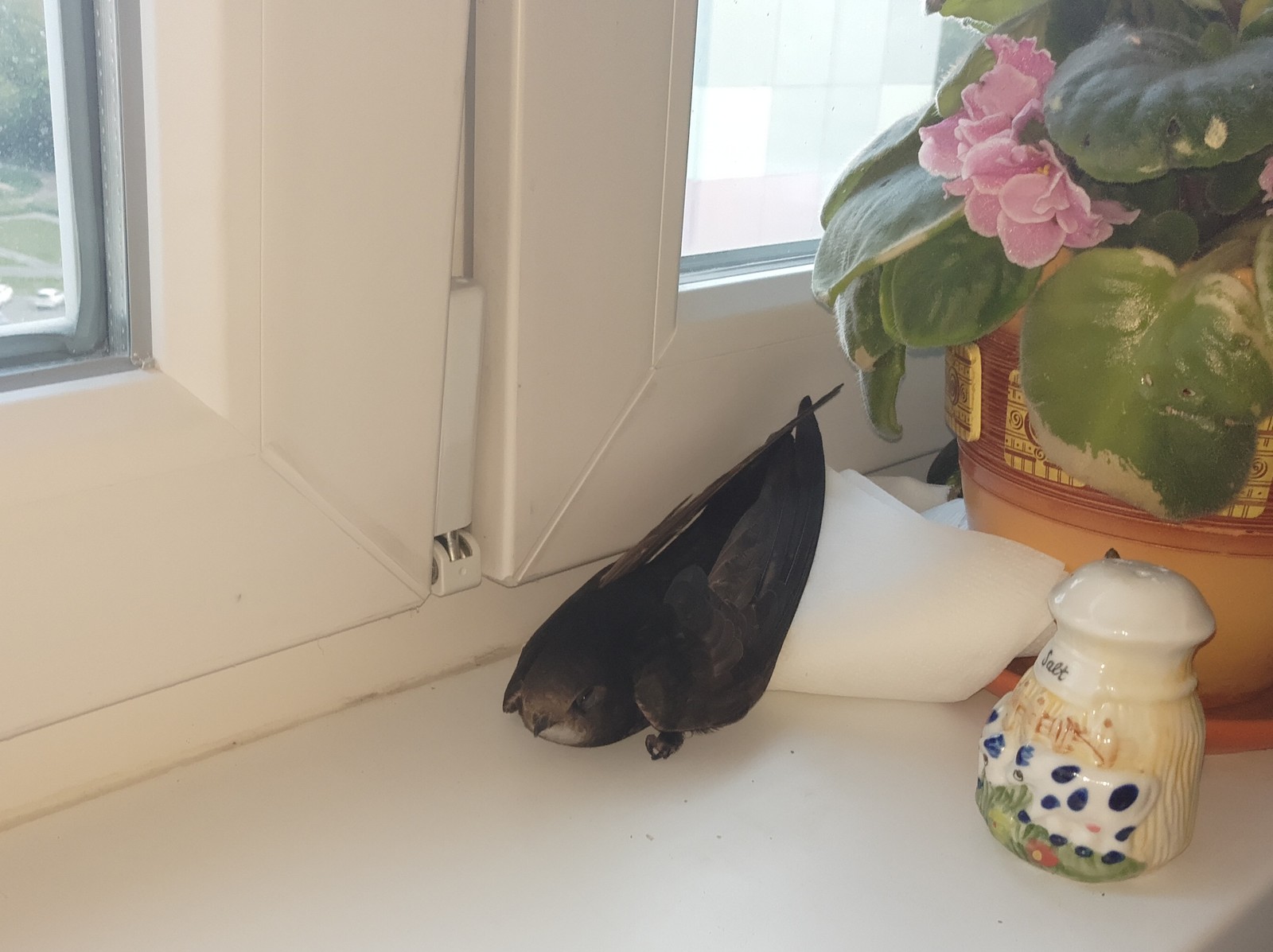 Птица залетела в квартиру. Бабочка залетела в дом. Голубь залетел в квартиру. Залетела бабочка в окно. Птица залетела в дом.