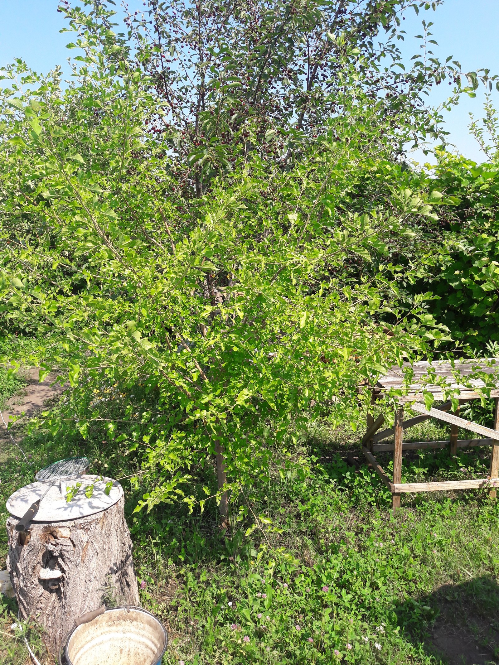 At the cottage 2 - Dacha, Summer, Flowers, Sunset, Longpost