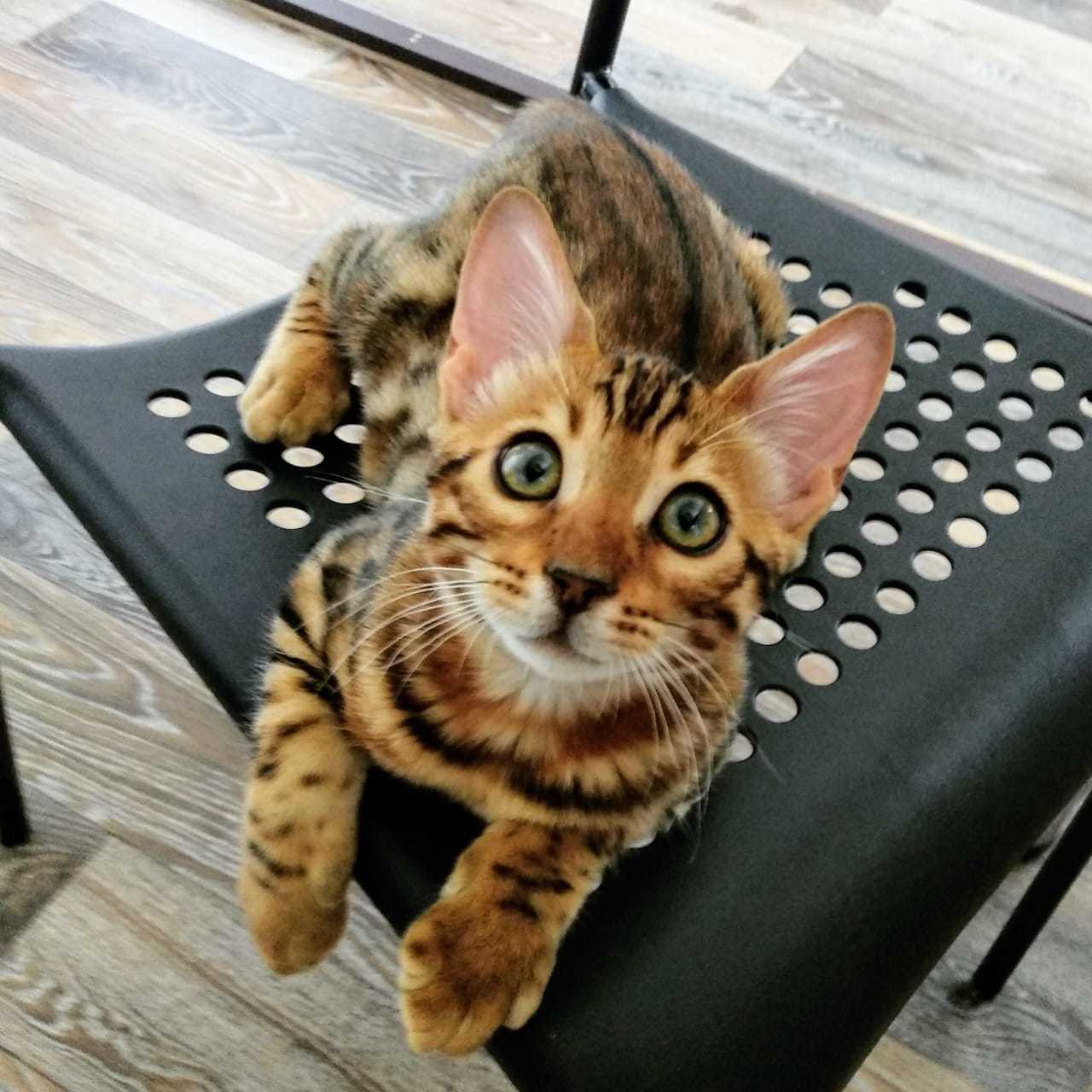 Can't Resist - My, Bengal cat, cat, The photo