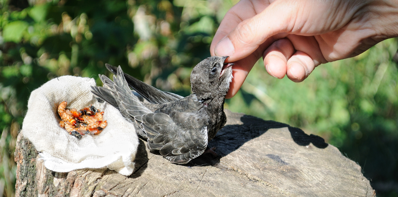 Feeding  lunge  haircut . - My, Black Swift, Apus apus, Birds, The photo, Longpost