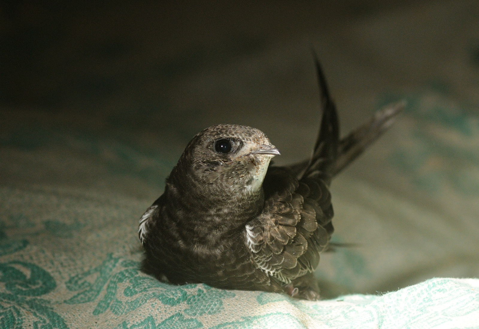 Feeding  lunge  haircut . - My, Black Swift, Apus apus, Birds, The photo, Longpost