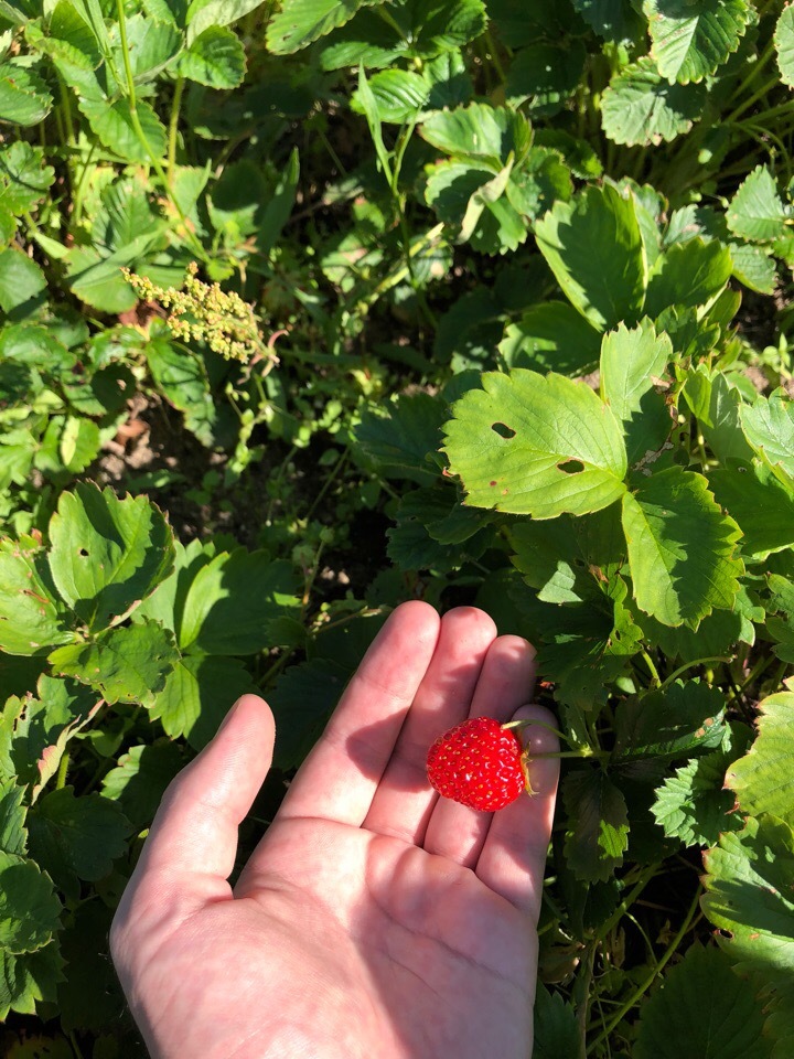 A mini-story about a cat who was offered a strawberry. - My, cat, Strawberry, Longpost, Kittens, Kitty, Strawberry (plant)