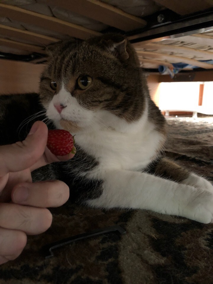 A mini-story about a cat who was offered a strawberry. - My, cat, Strawberry, Longpost, Kittens, Kitty, Strawberry (plant)