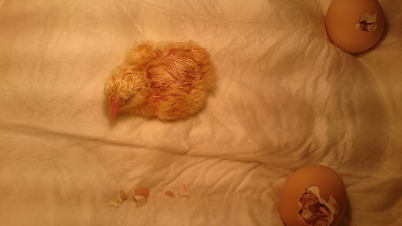 Newborn chicks - My, Chickens, New life, Incubator, Video, Longpost