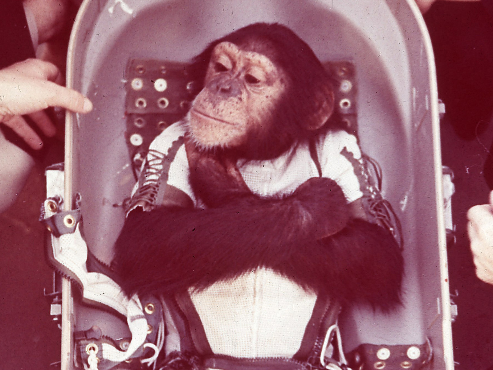 Astronaut Ham - NASA, , Astronaut, Chimpanzee, Longpost