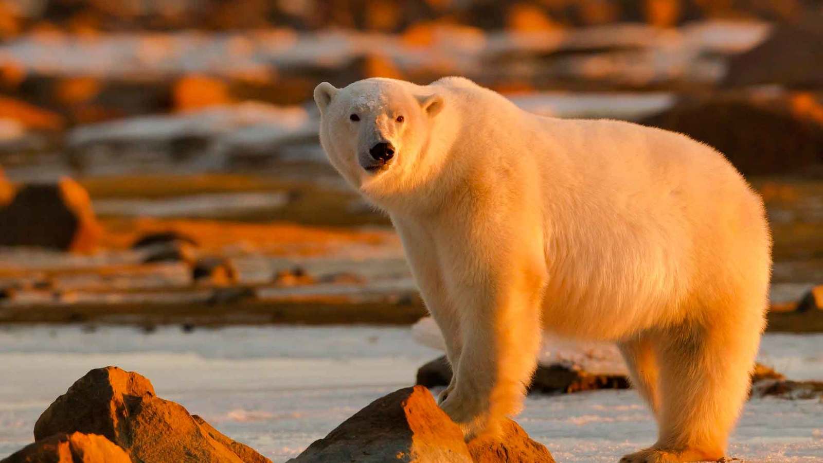 Rare orange bear - The photo, The Bears, Polar bear, Orange, Sunset