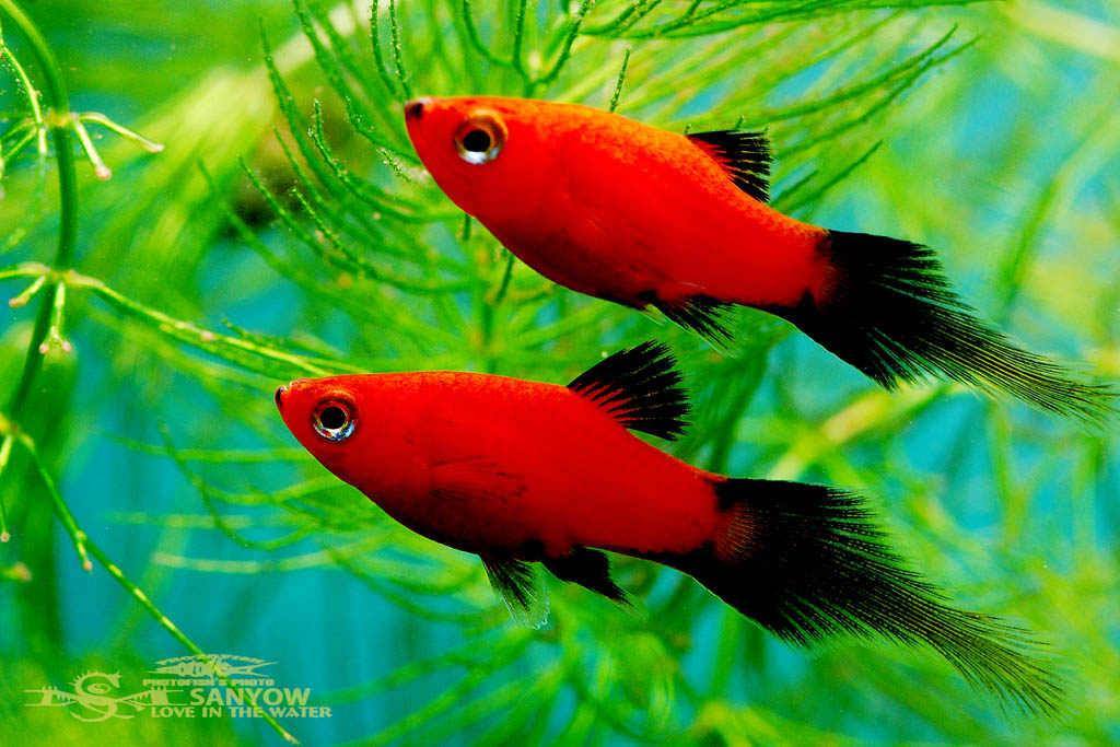 livebearers - Aquarium fish, Aquarium