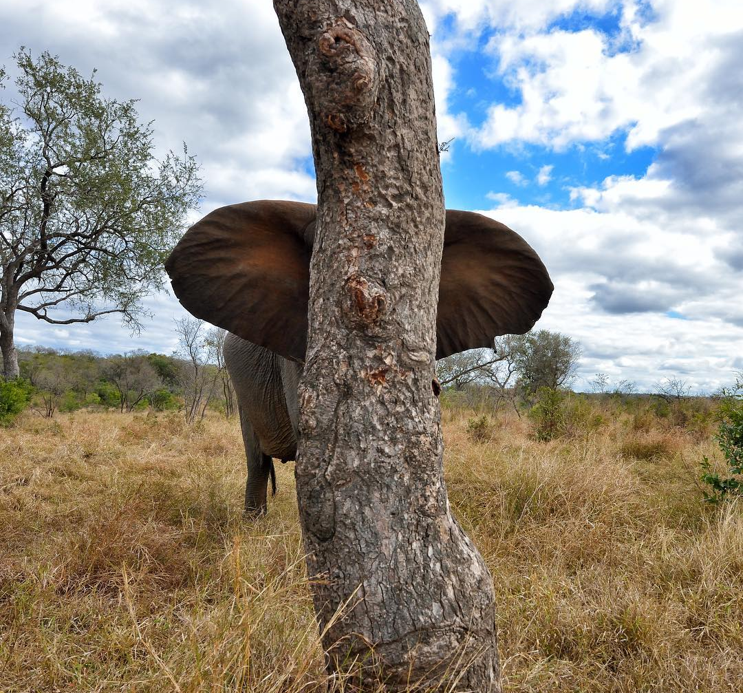 Hid - Elephants, Hide and seek