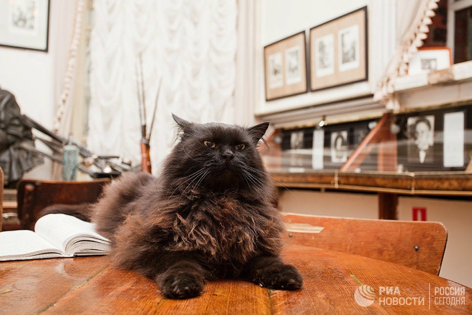 Lost cat Behemoth from Bulgakov's house found in Moscow - Cat hippo, cat, news, Moscow