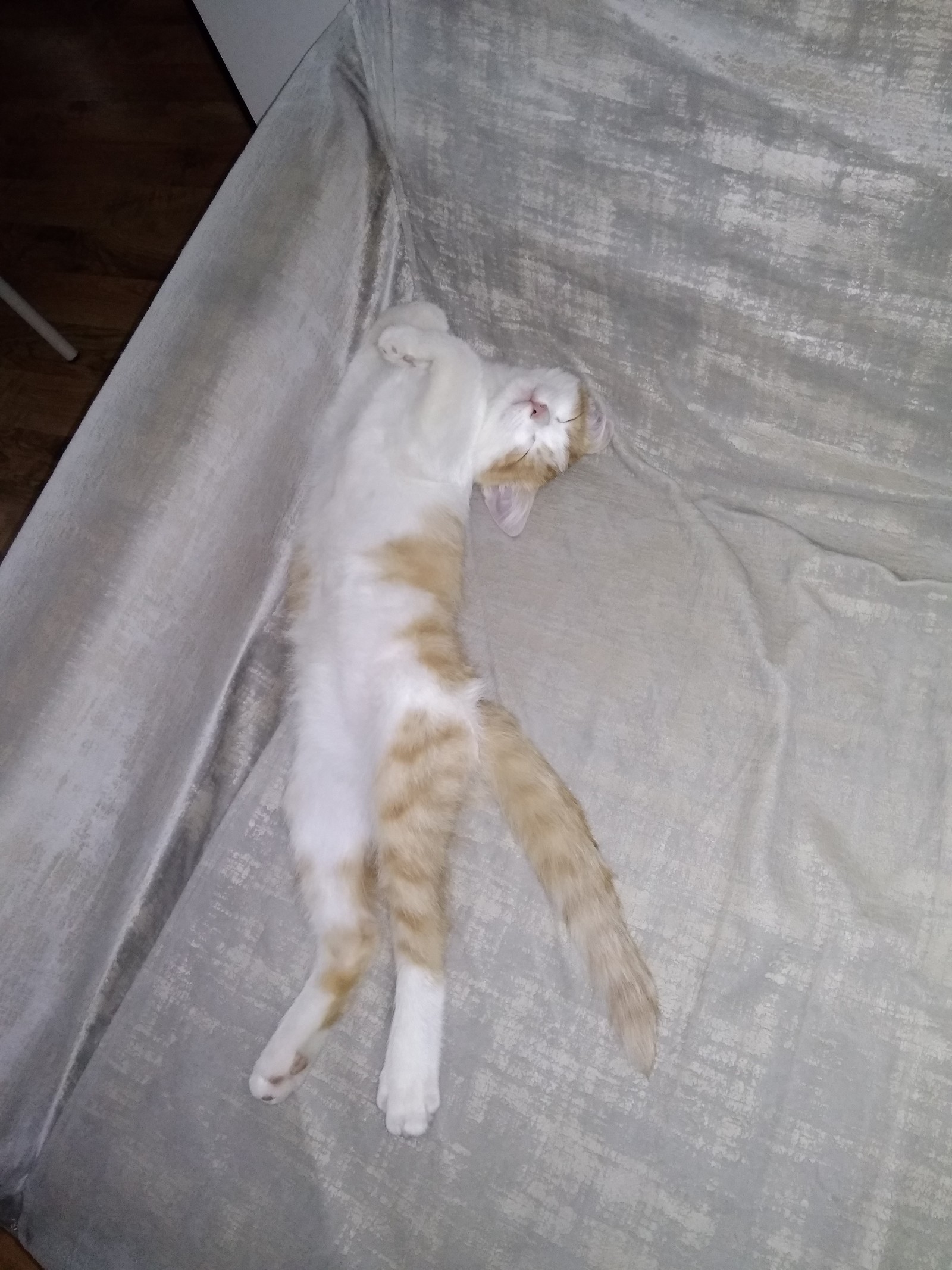 This is how my cat sleeps. - My, cat, Catomafia, Dream, Longpost