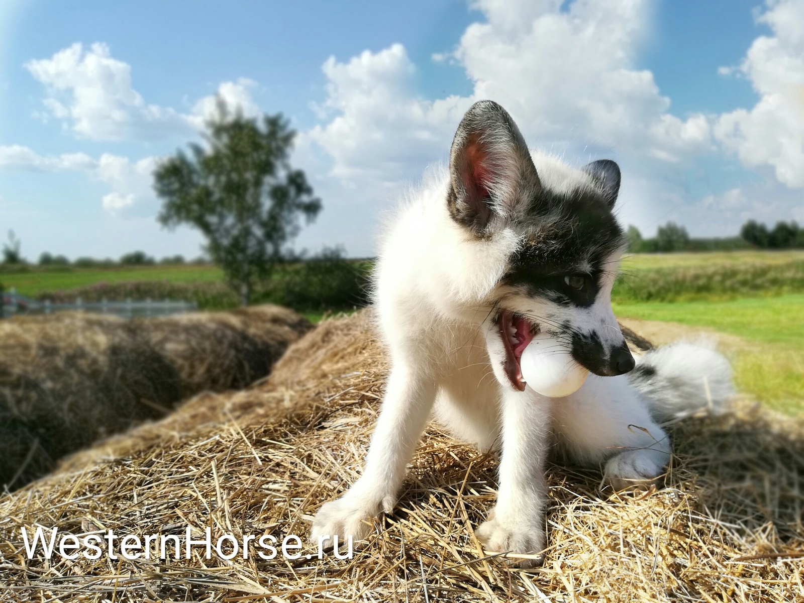 Just fox Freckles. - My, , , Fox, Equestrian Club, Longpost