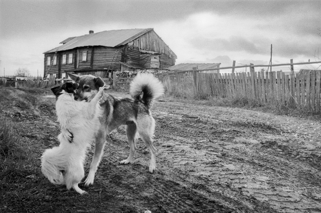 Goodbye brother, I'm in the city - Dog, Parting, Village, Black and white photo