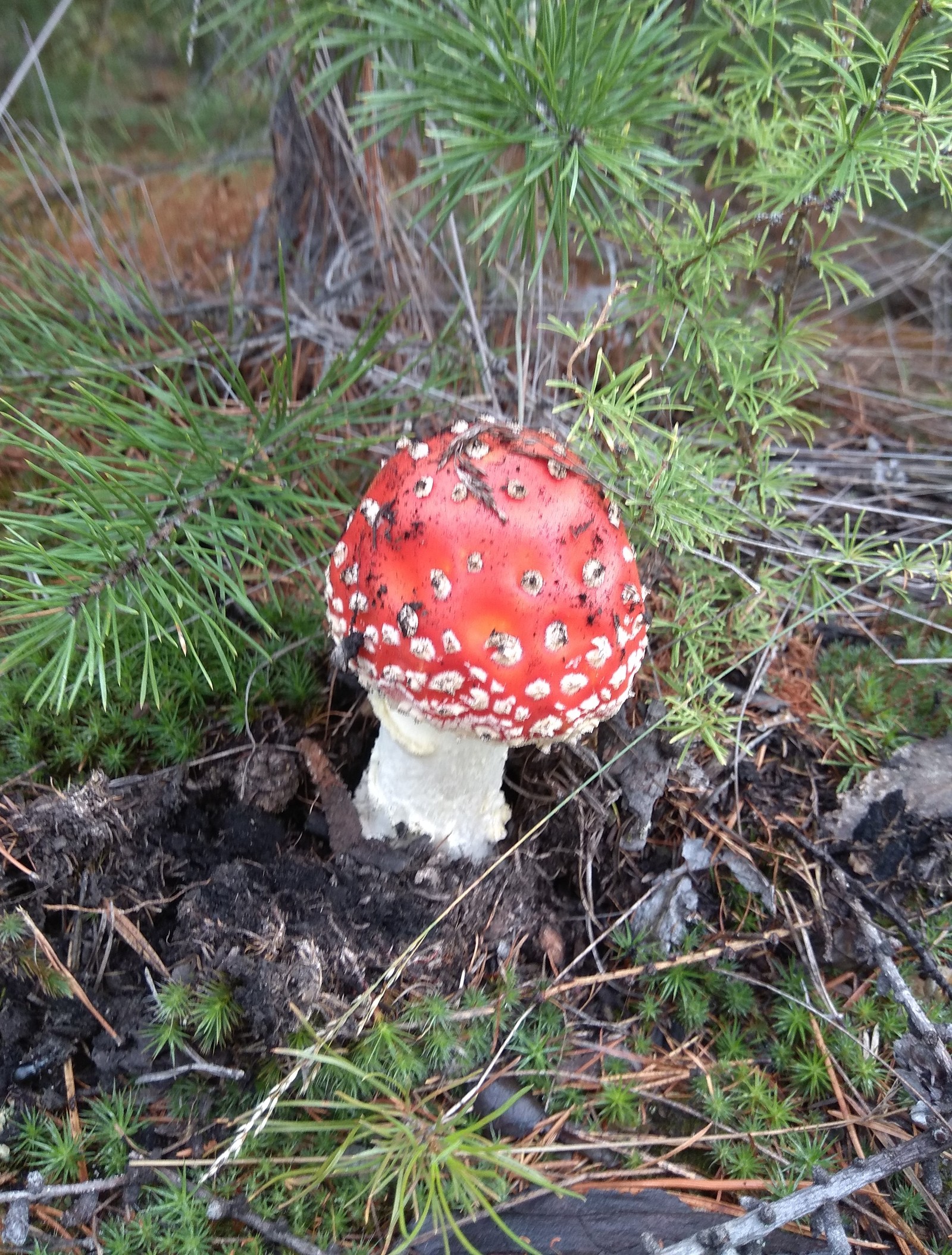 Mushroom - Mushrooms, Yakutsk, Fly agaric