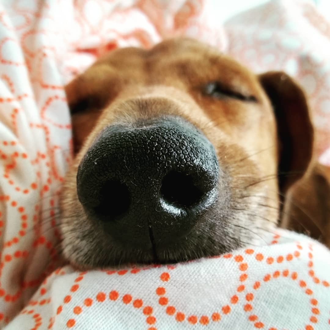 Nose - My, Dachshund, Dog, Nose