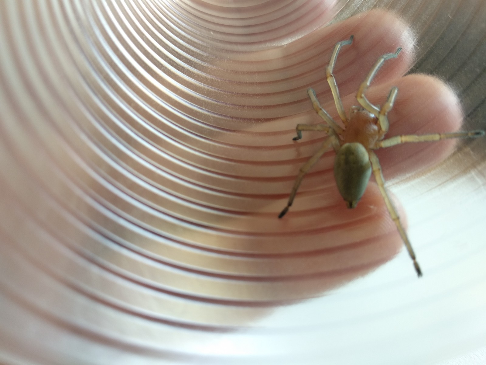 About our smaller brothers - My, Spider, The photo, Longpost