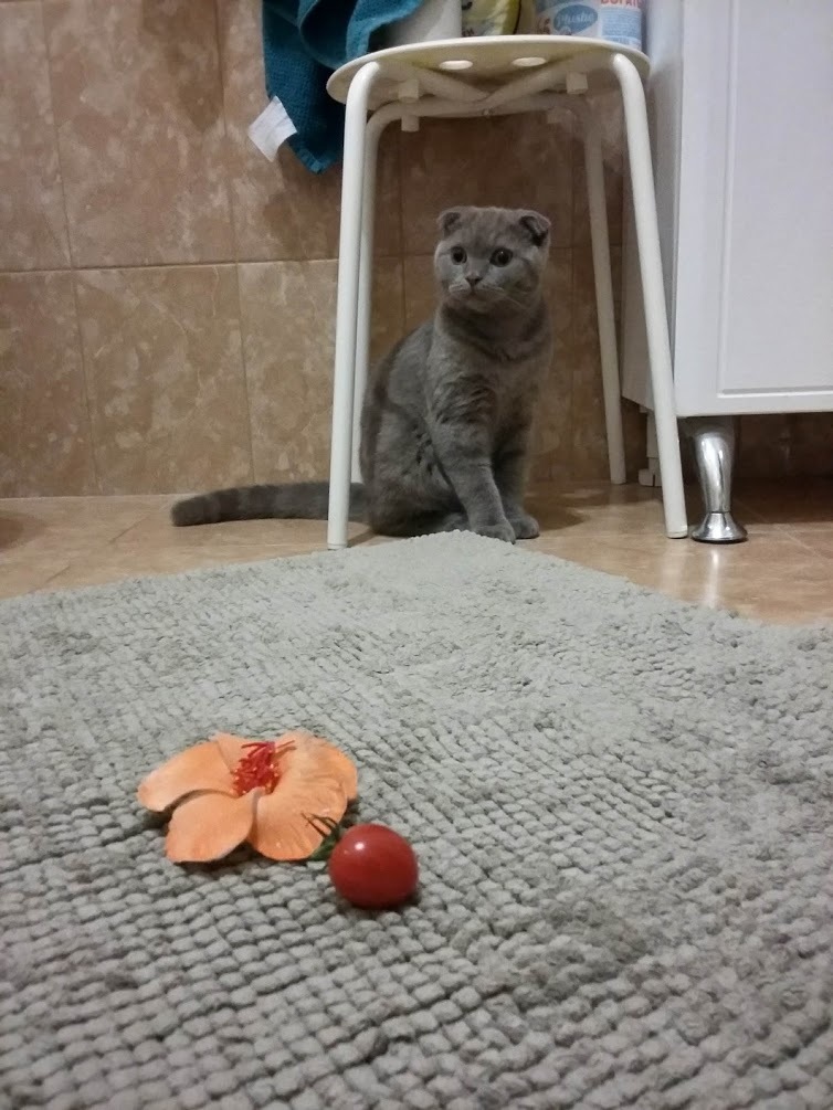 Sewing cannot be cut - My, cat, Tomato, Tomatoes, Longpost