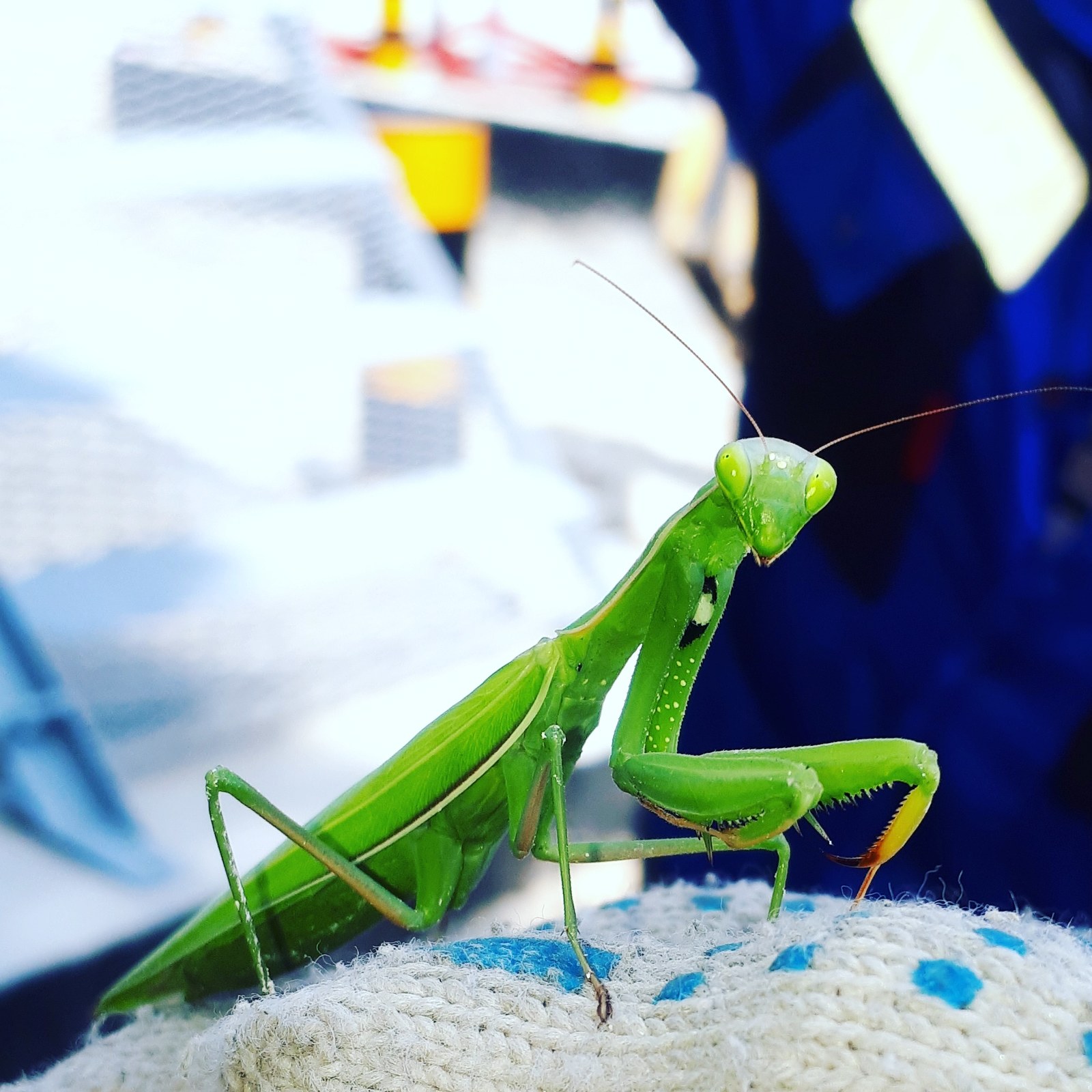 On a smoke break I found this miracle) - My, Insects, The photo, Mantis