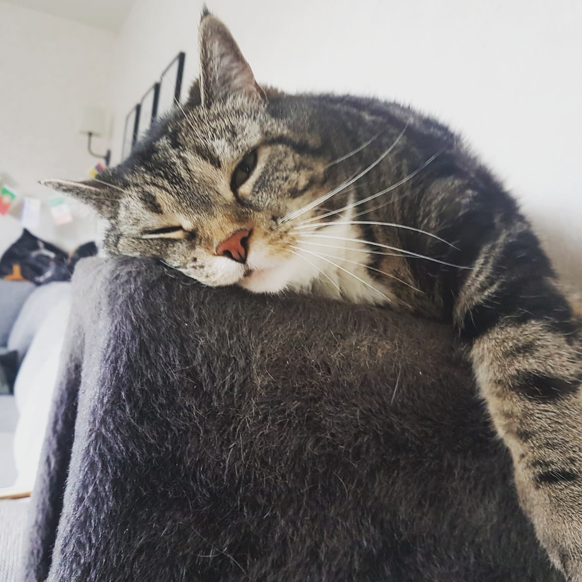 усталая кошка. спящий кот. уставший кот. спящий кот. усталая кошка.