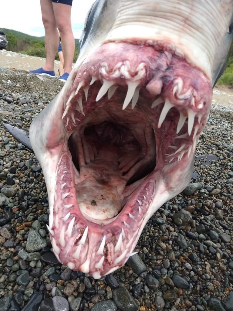 Shark - Shark, Black Sea, Catch, Longpost