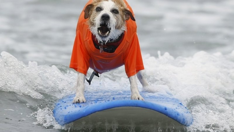 Dog surfing competition in San Diego - San Diego, Dogs and people, Surfing, Competitions