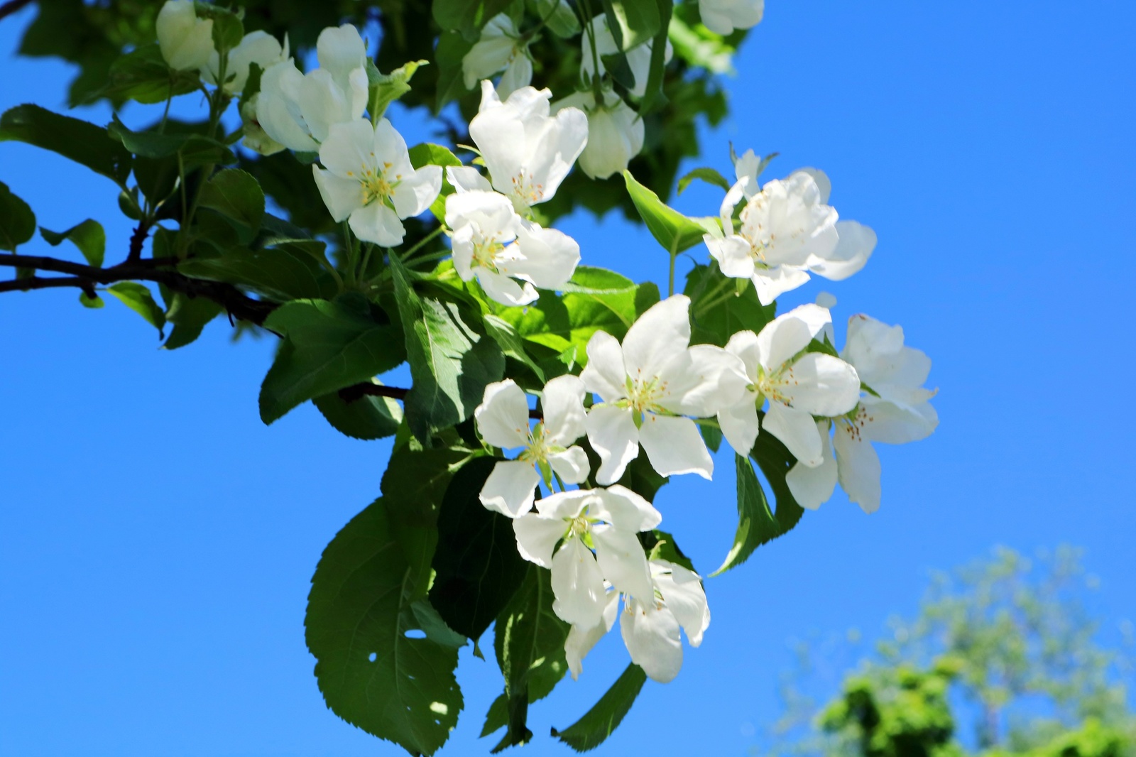 Early summer. - My, Beginning photographer, The photo, Flowers, Longpost