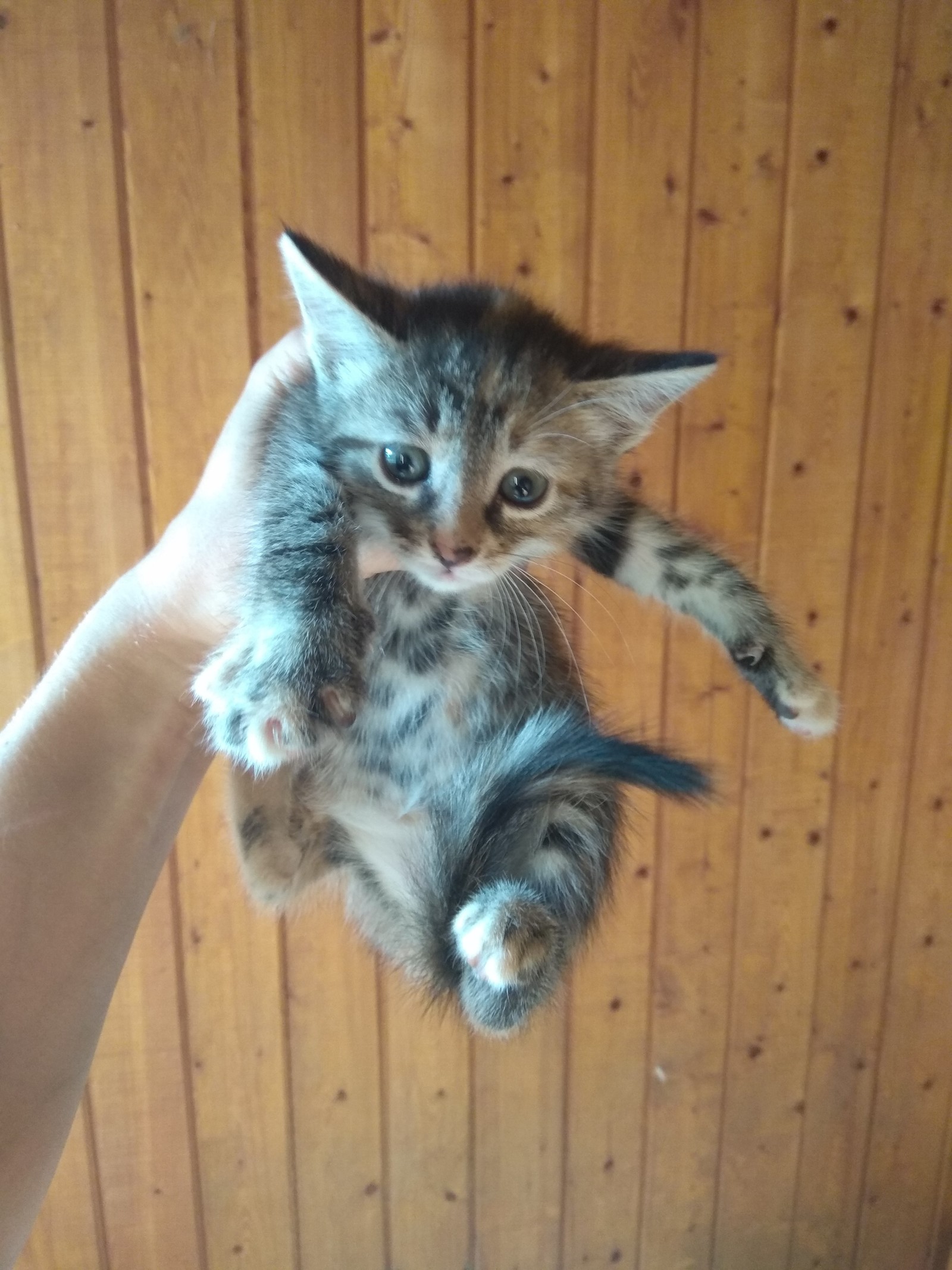 Let's give away kittens for free - Kittens, cat, I will give, Longpost, Moscow, Moscow region, Is free, In good hands, No rating