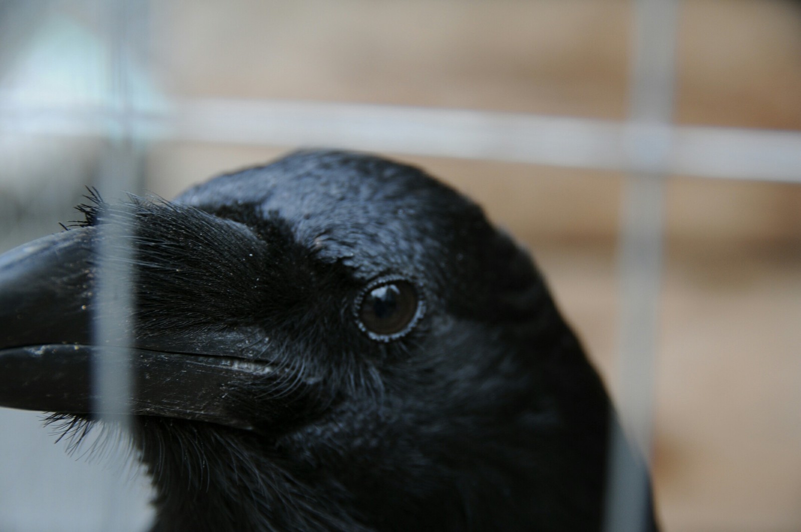 Crow - My, Crow, Animals, I want criticism, Birds, The photo