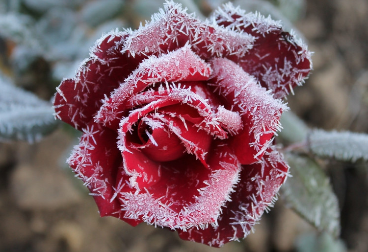 замерзшая роза