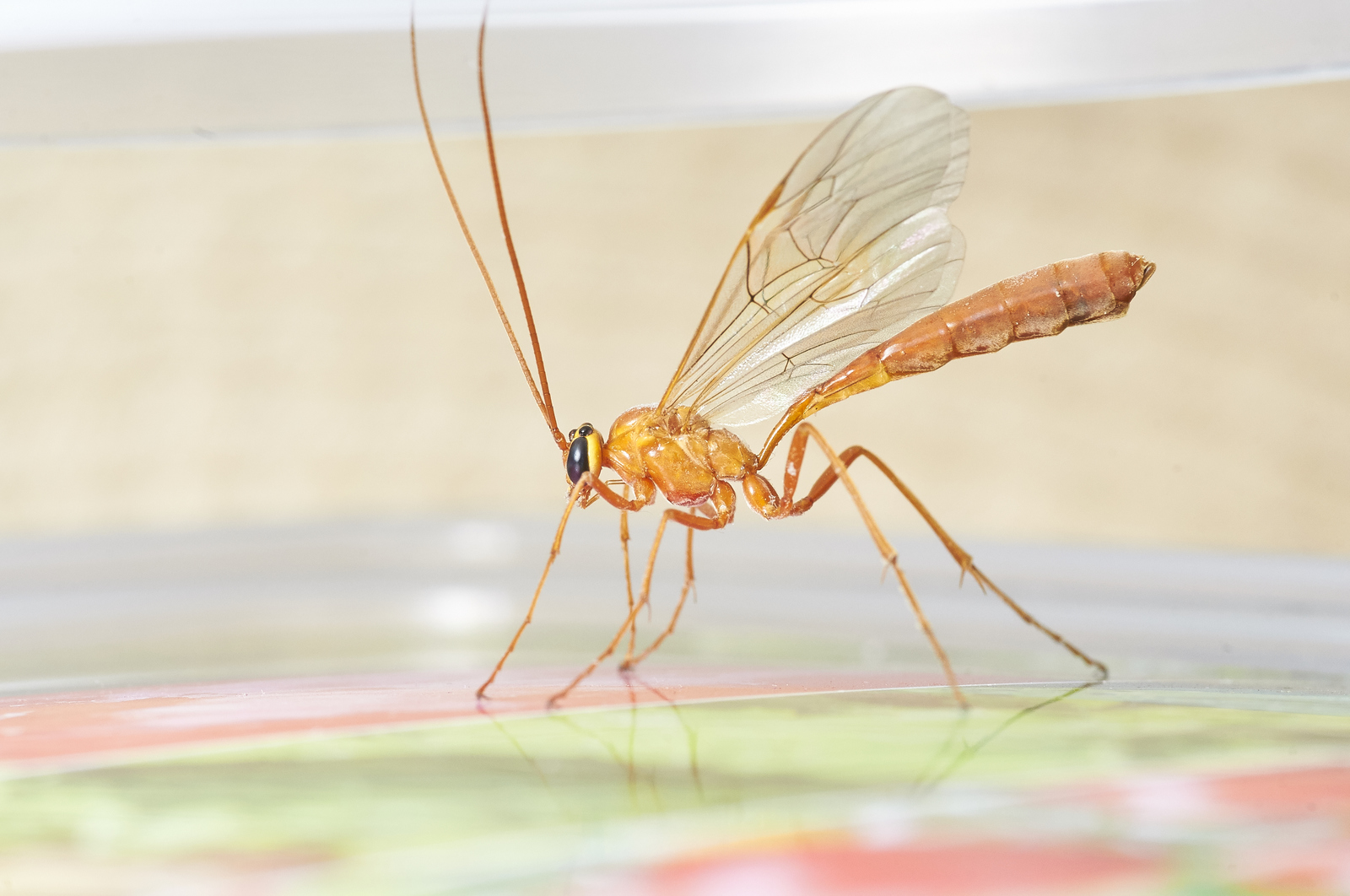 Came to visit me... - My, Insects, Macro, Macro photography, The photo, Eyes, Longpost