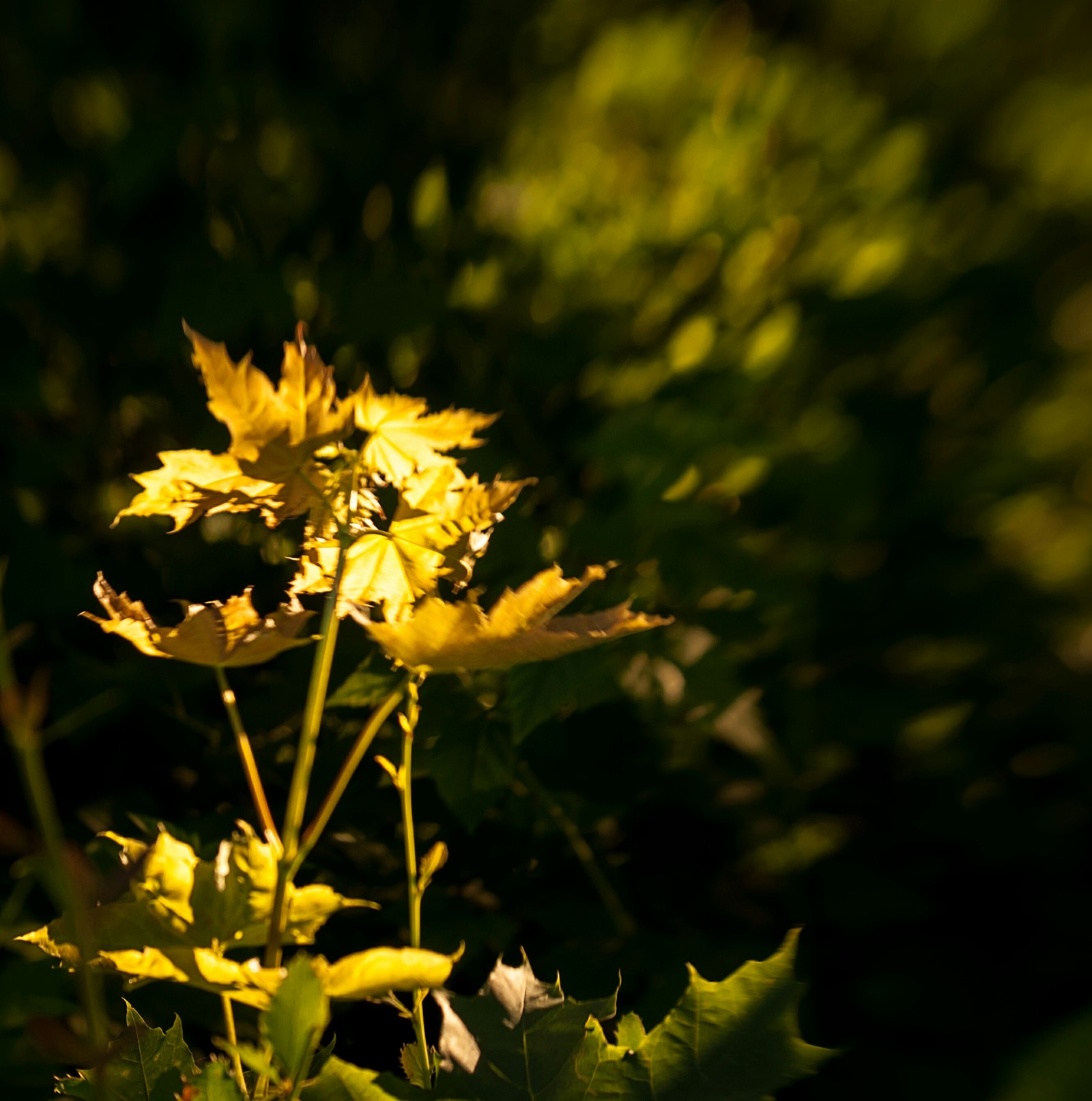 Photo from Lensbaby N5 - My, Lensbaby, The photo, Creation