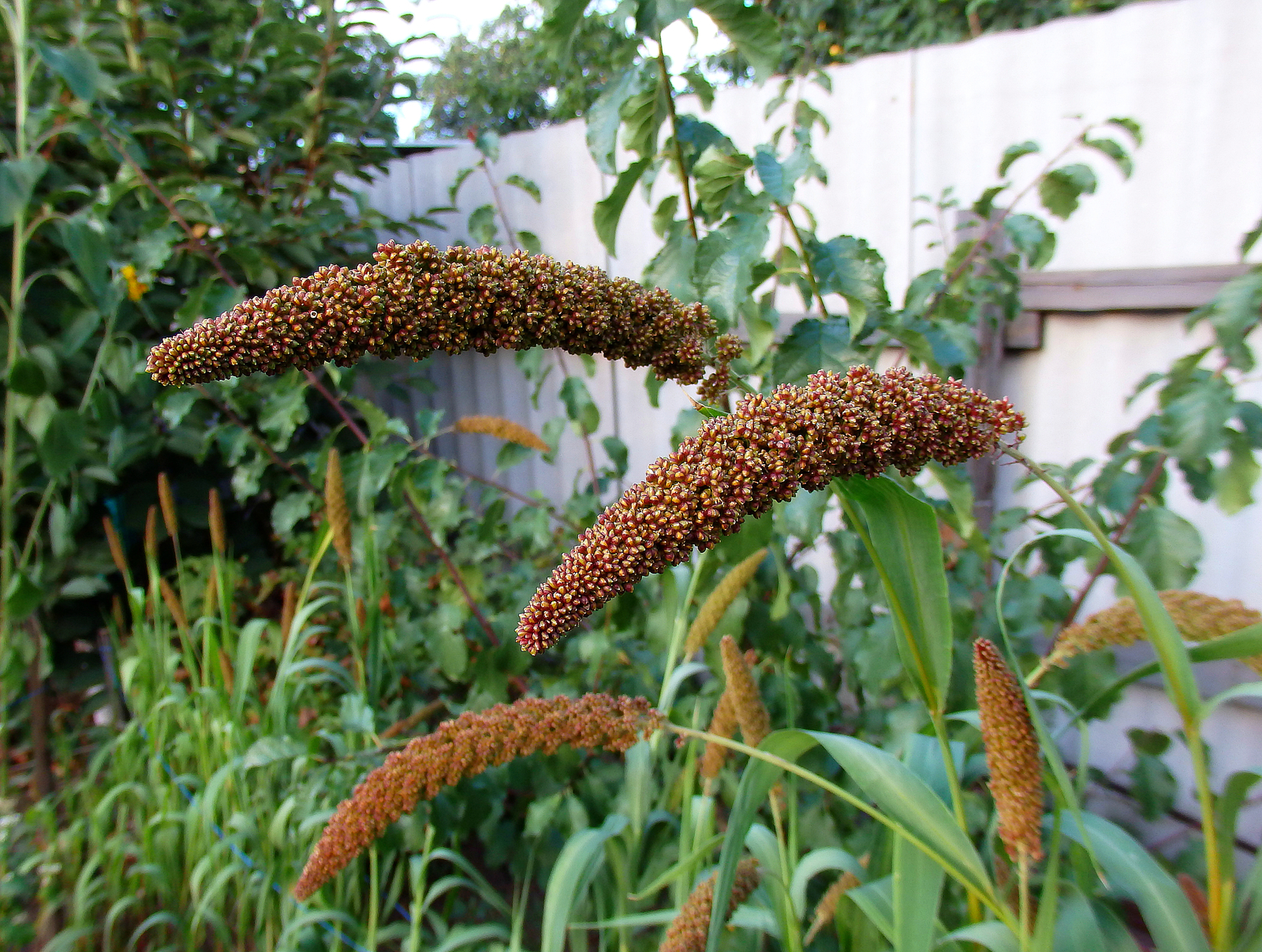 PARROT GARDEN - My, Birds, Delicacy, Nutrition, , Amaranth, Buckwheat, Sunflower, Garden, Longpost, Parrot treat