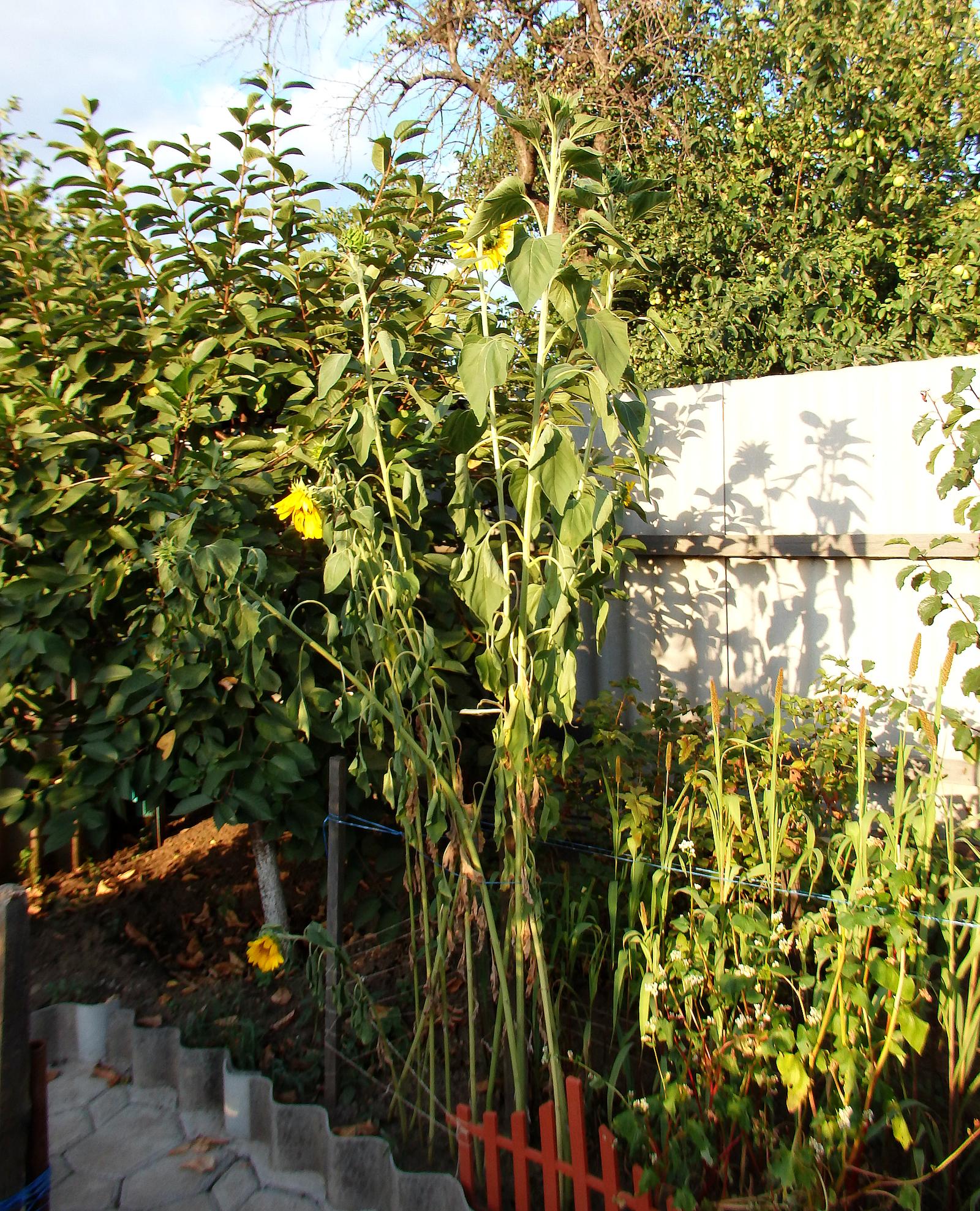 PARROT GARDEN - My, Birds, Delicacy, Nutrition, , Amaranth, Buckwheat, Sunflower, Garden, Longpost, Parrot treat