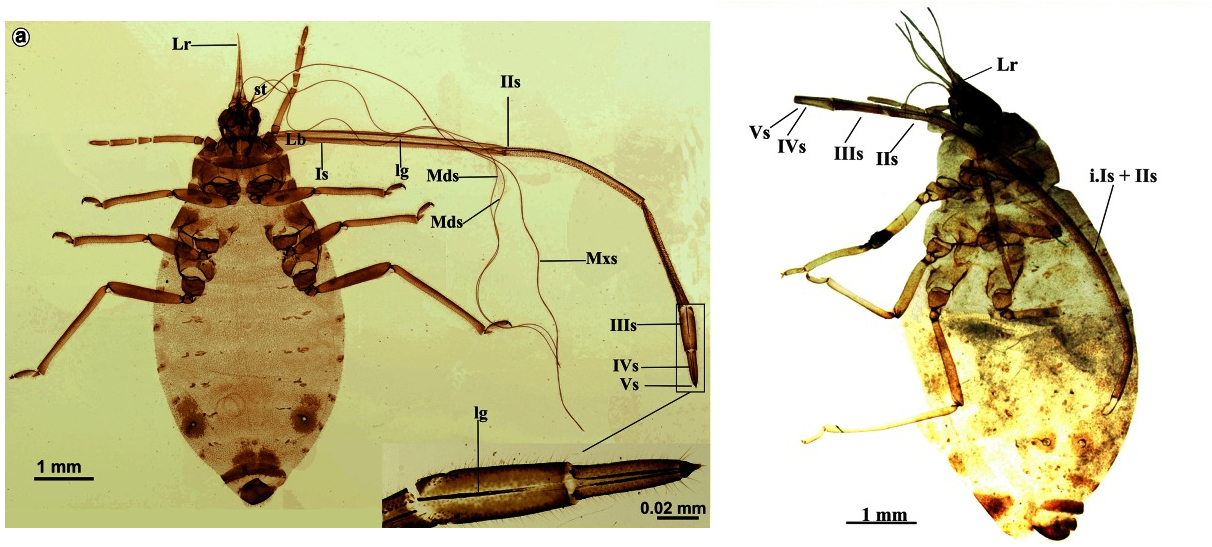 Aphid with the longest proboscis - Aphid, Insects, The science, Copy-paste, Elementy ru, Longpost