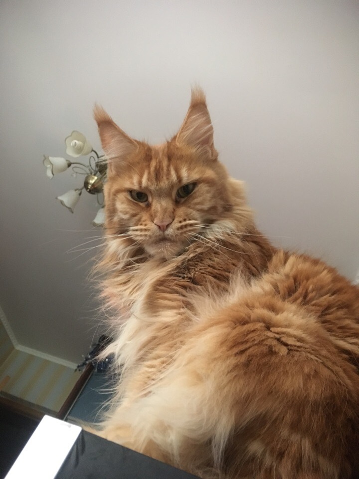 When I forgot to congratulate cats on Cat Day. - My, cat, Maine Coon, Cat Day, Longpost